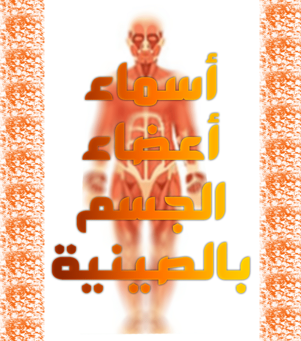 أسماء أعضاء الجسم بالصينية